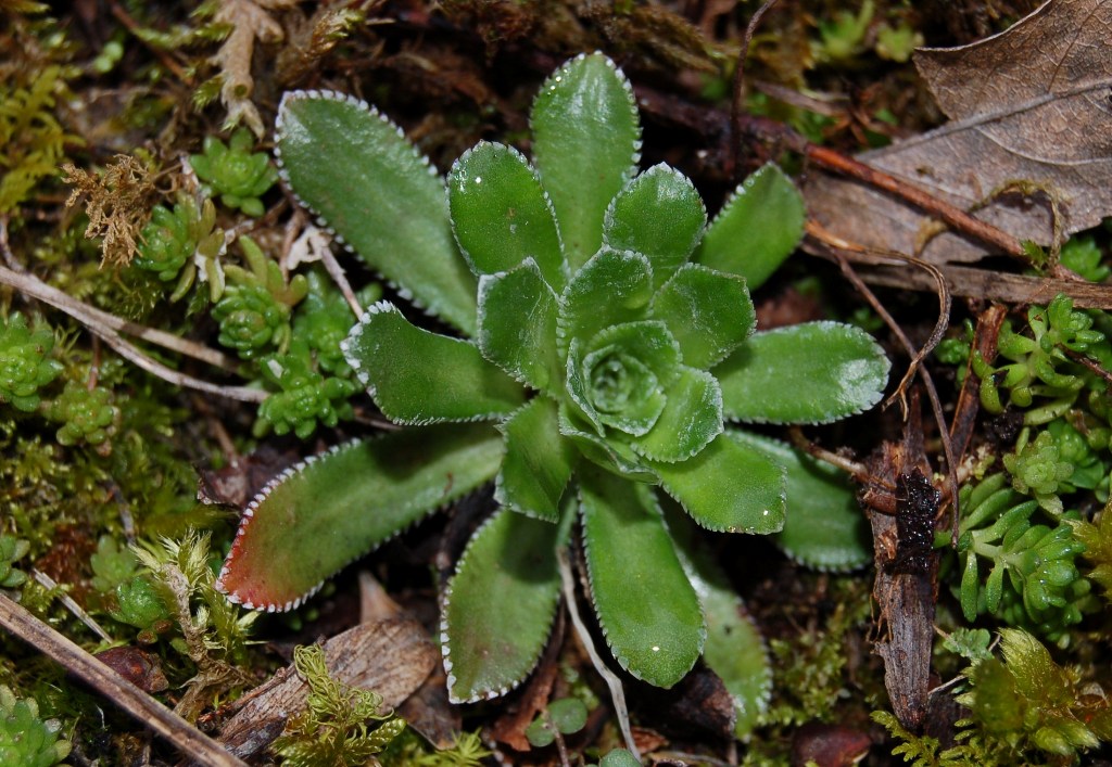 Cosa ? Saxifraga paniculata